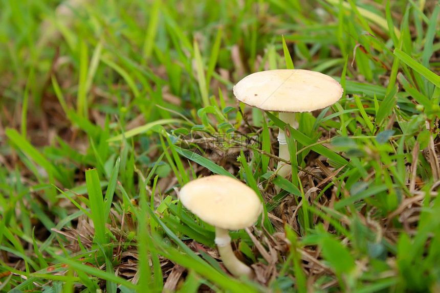 具有蘑菇性质的蘑菇日光叶子地面季节森林木头生物宏观药品生长图片