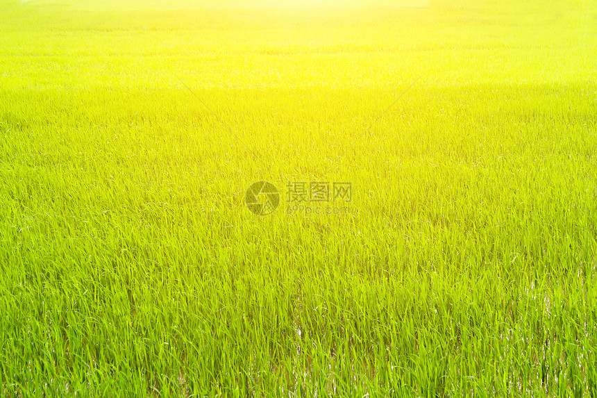 田间稻田粮食培育热带农业植物宏观农田收成食物草地图片