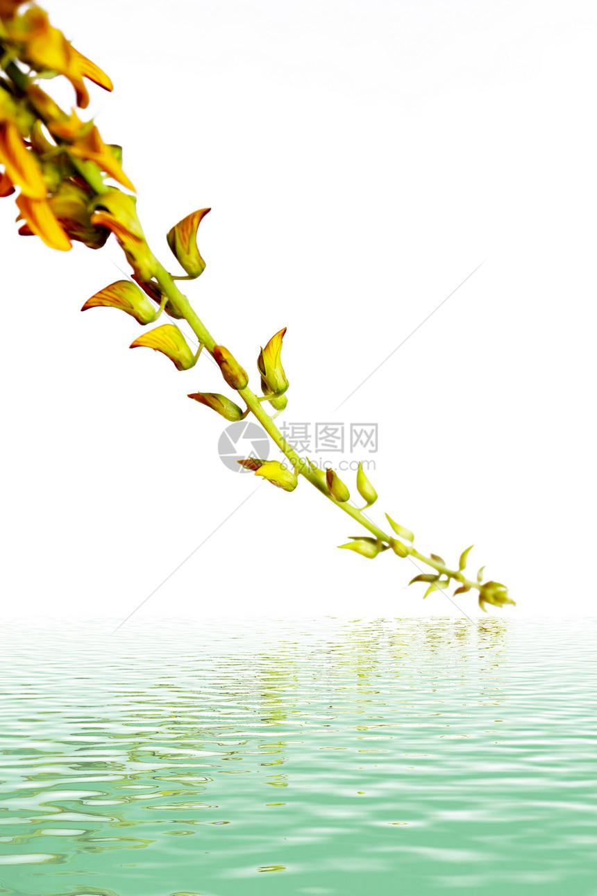 黄色花朵花园植物群宏观美丽白色绿色花瓣雏菊生长植物图片
