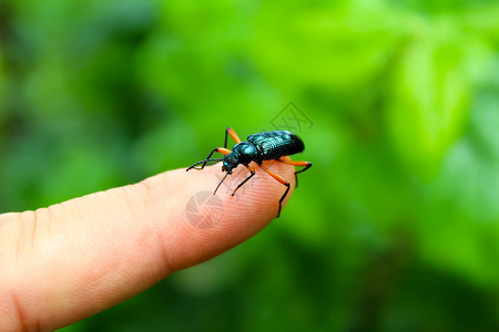 黑色手指素材蓝色甲虫你的手指上插图漏洞动物宏观昆虫花园黑色红色瓢虫绿色背景