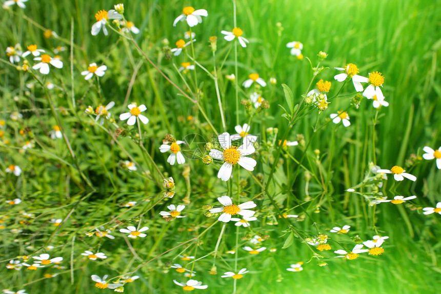 白花开花叶子季节花朵植物群花园宏观公园花瓣园艺环境图片