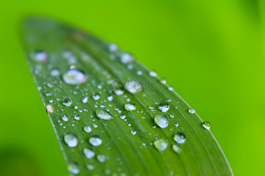 树叶上的露水滴落生长宏观植物环境绿色生活花园雨滴图片