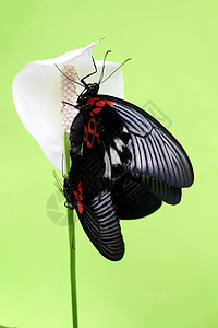 蝴蝶美丽花朵材料昆虫插图光明背景图片