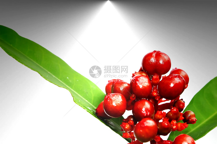 白上孤立的红野果叶子生长白色红色灌木圆形花瓶荒野图片