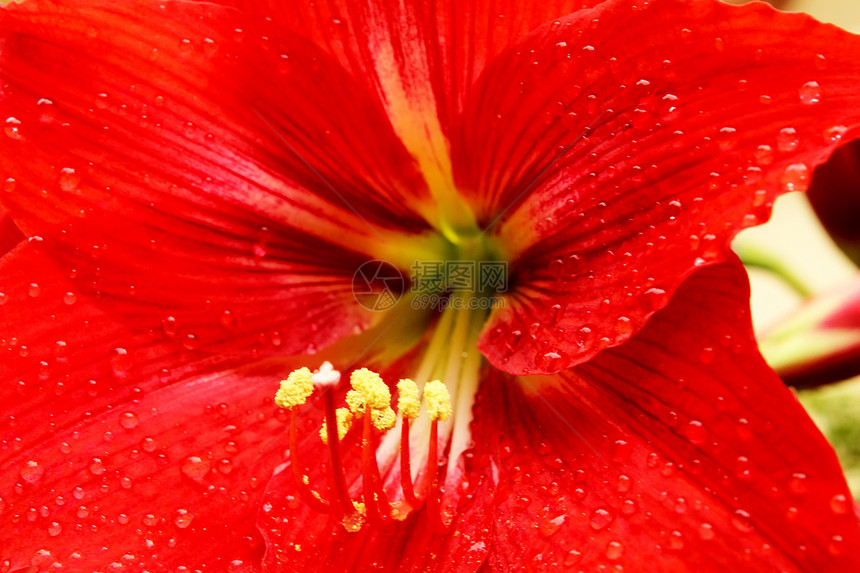 美丽的红百合树叶植物群园艺季节阳光杂交种花瓣花粉植物雄蕊图片