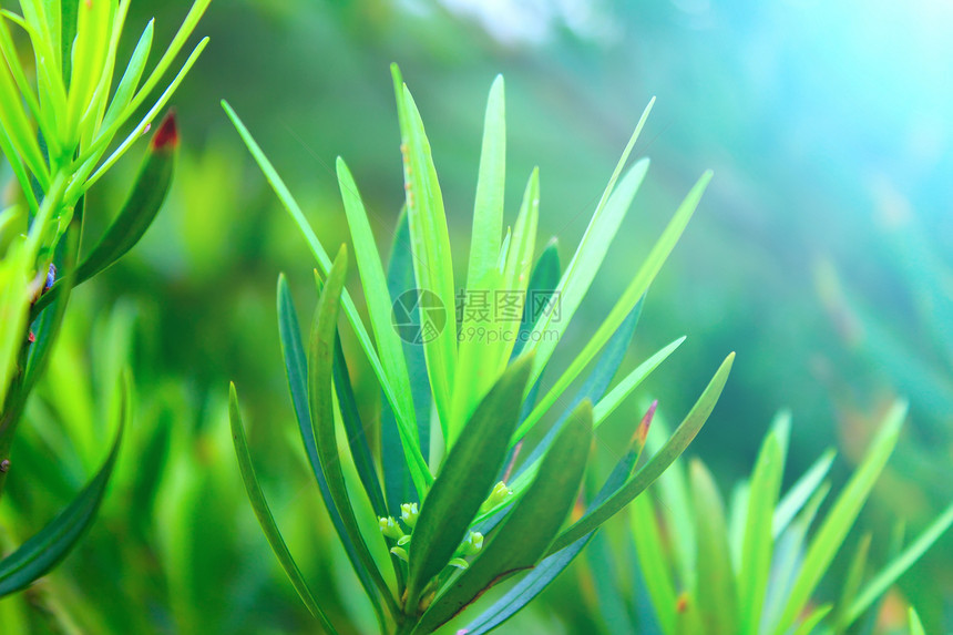 绿芽晴天植物植物学生活背景叶子植物群生态花园太阳图片