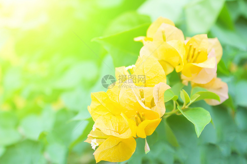 黄花的软焦点贴近横梁晴天环境草地园艺花坛花园植物群阳光植物图片