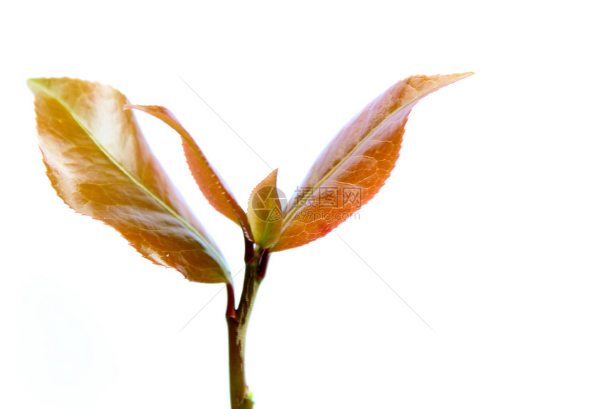 白色背景中分离的细菌宏观农业生长桦木绿色叶子棕色病菌植物藤蔓图片