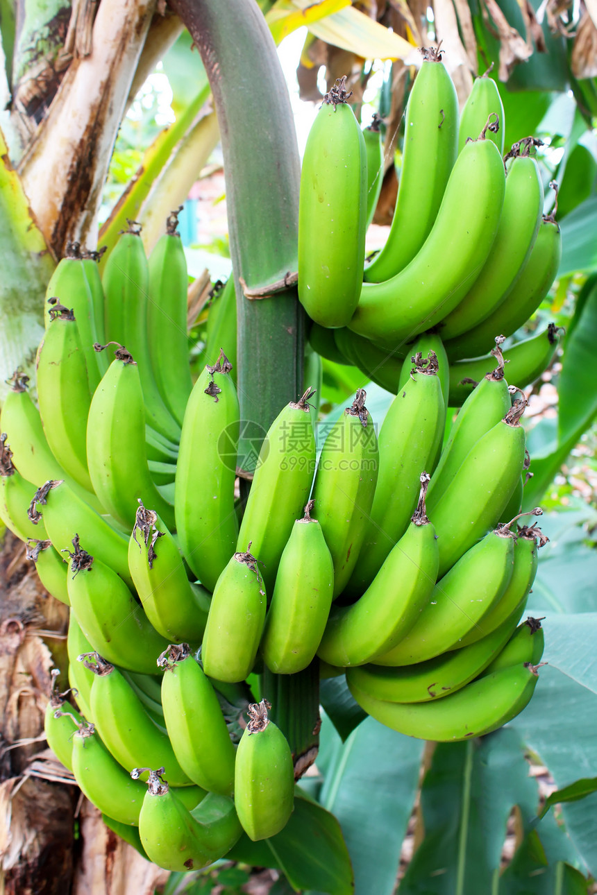 树上有许多香蕉生长茶点植物农业花园热带白色宏观绿色叶子图片