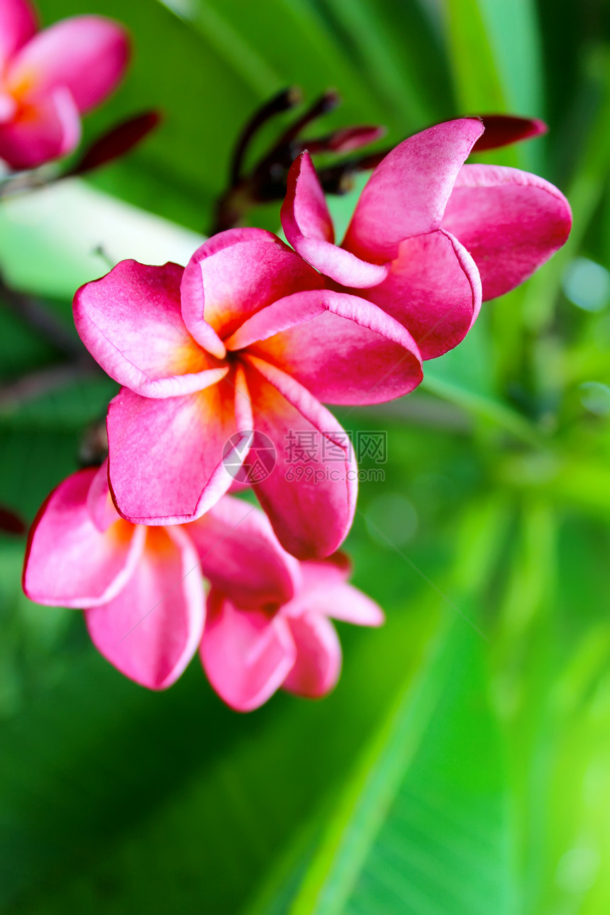 绿色背景的粉红色花朵礼物木槿花园橙子季节妈妈们花瓣花束植物群雏菊图片