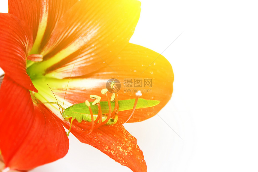 红色百合红柱内的宏观照片昆虫甲虫刺槐粉色危险花园绿色跳跃者蟋蟀图片