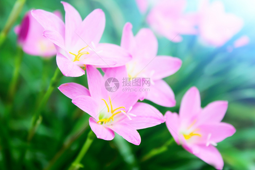 花园中美丽的粉红色花朵太阳雏菊墙纸叶子紫色草地场景植物群季节场地图片
