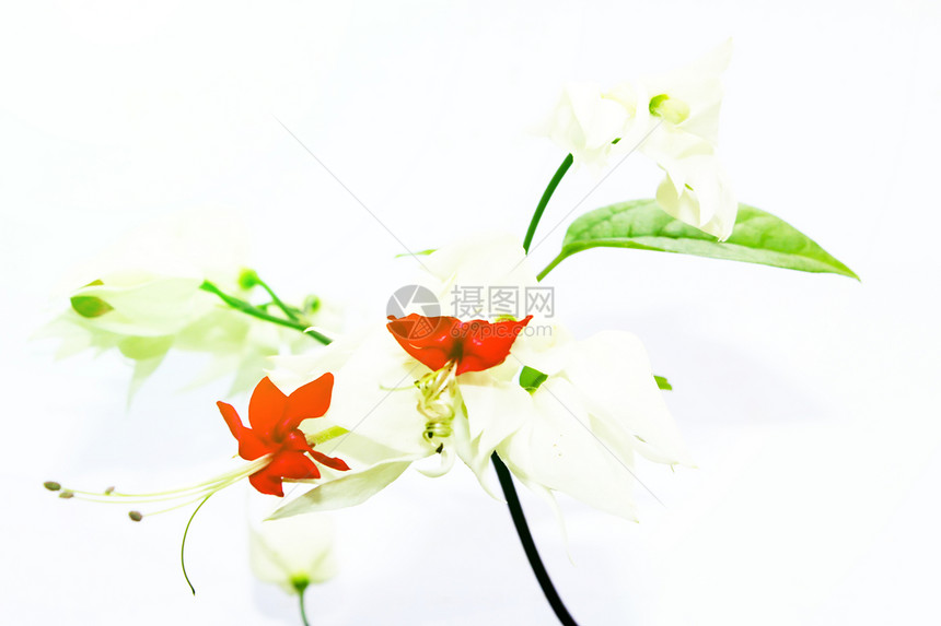 白色背景上孤立的红花生长叶子花盆凤梨橙子植物植物学花瓣热带植物群图片