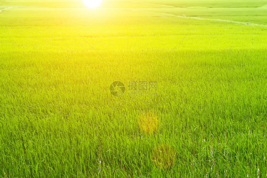 绿稻田食物环境粮食天空农村生长蓝色乡村农场风景图片