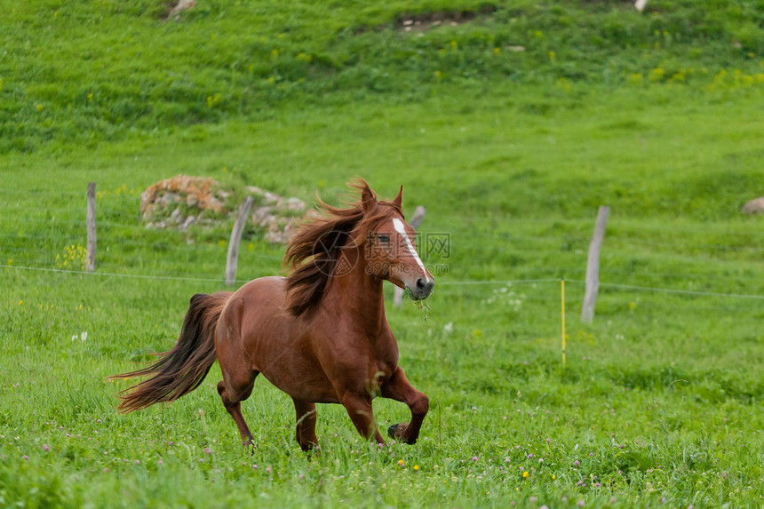 马在电壳里行走着赛跑者板栗马术马匹庇护所跑步场地良种鬃毛农业图片