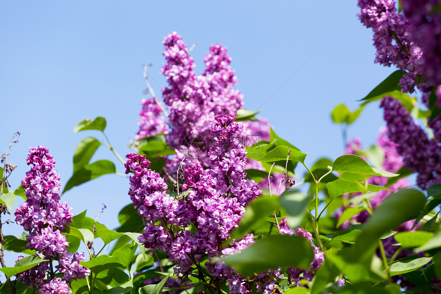 风上粉红硅波的分支生长植物花园花瓣园艺紫色衬套植物学绿色季节图片