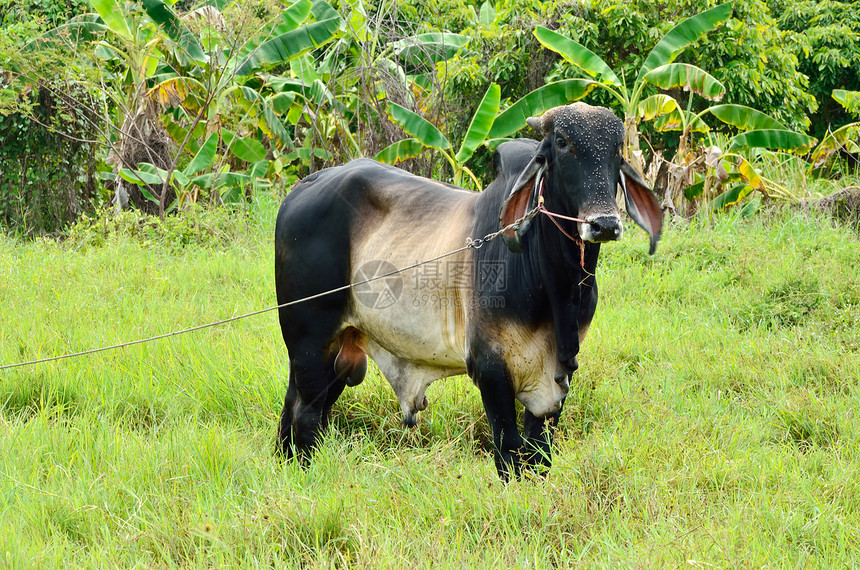 野中的牛牛动物绿色草地皮革国家奶牛哺乳动物棕色农业农田图片