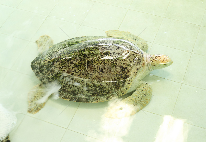 绿海龟或雪洛尼亚神话爬虫盔甲宠物动物野生动物岩石环境季节生活热带图片