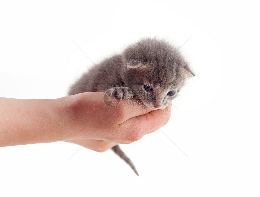 小小猫婴儿孩子爪子毛皮头发白色哺乳动物兽医动物猫科动物图片
