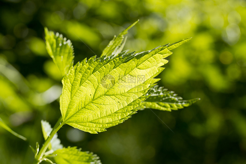 荨麻叶分支机构叶子季节荨麻植物群植物药物环境森林烧伤图片