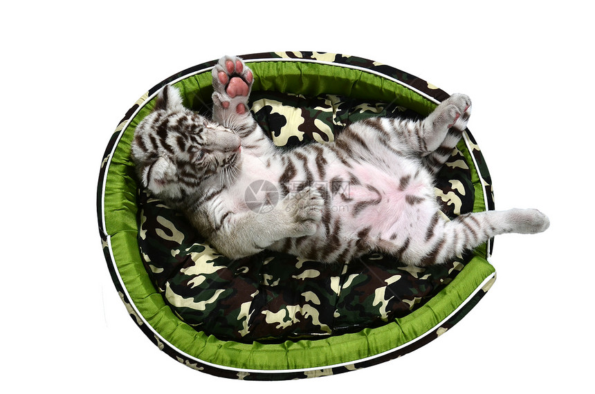 婴儿白老虎在孤立的床垫里躺着食肉毛皮荒野动物群生物动物哺乳动物条纹白色猫科图片