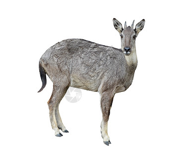 与世隔离的濒危羚羊哺乳动物毛皮野生动物灰色危害白色动物背景图片