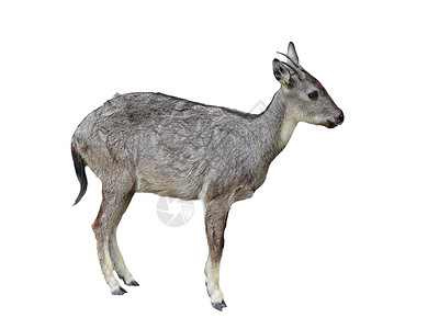 与世隔离的危害灰色濒危羚羊白色动物哺乳动物野生动物毛皮背景图片