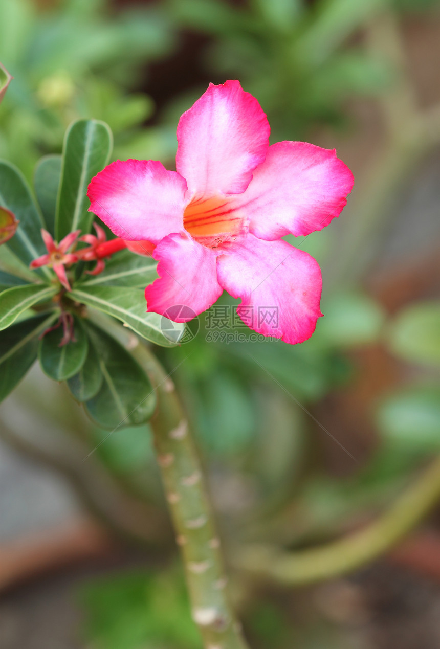 热带热带花朵花束忧郁植物学生长玫瑰植物温泉百合公园叶子图片