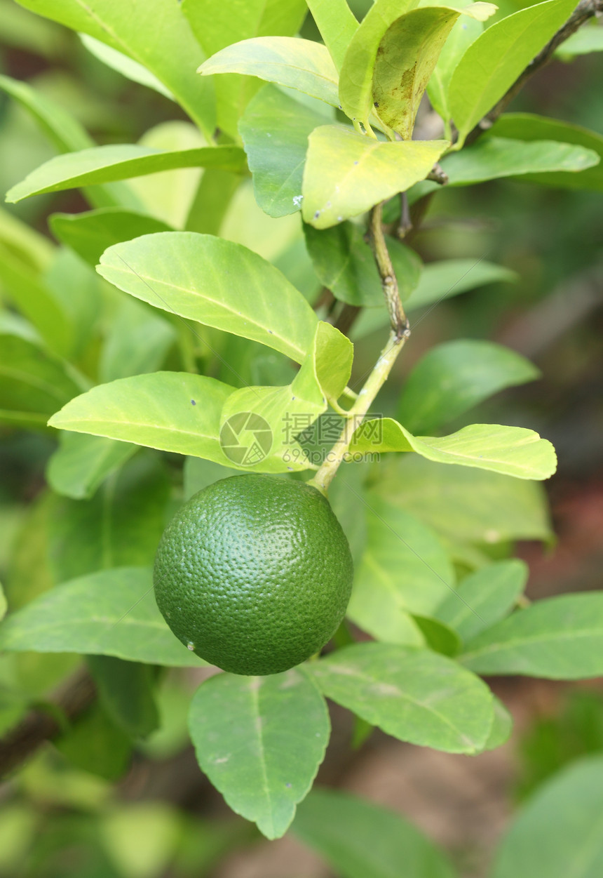树上绿色柠檬果汁美食热带生活植物团体天空宏观收成橙子图片