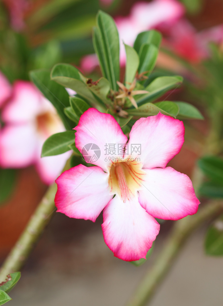 热带热带花朵叶子花瓣生长花园忧郁温泉生物学公园花店植物群图片