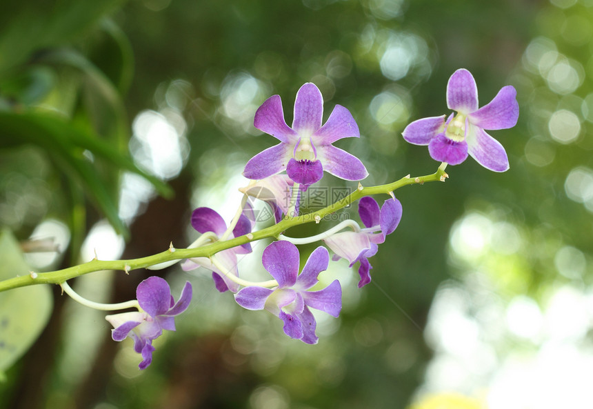 美丽的紫兰花花紫色植物花束植物学兰花环境热带园艺叶子公园图片