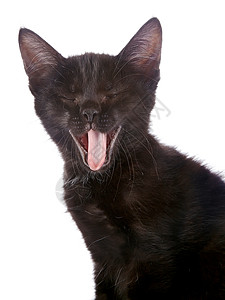 黑哈欠小猫的肖像背景图片