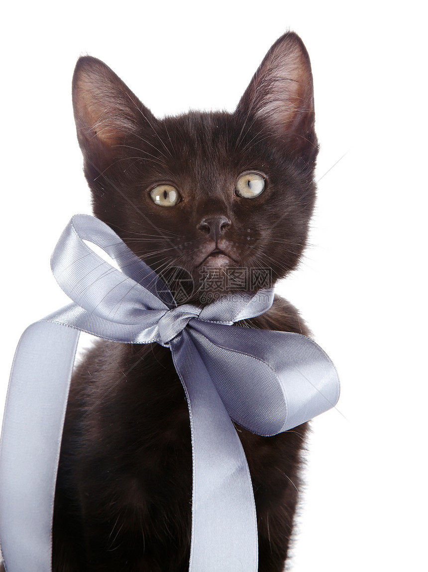 一只灰弓的黑小猫的肖像爪子宠物农场毛皮耳朵眼睛晶须哺乳动物尾巴婴儿图片