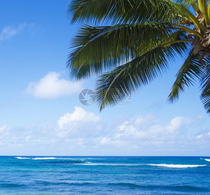 海洋上的棕榈叶假期水域天空热带情调异国蓝色海景阳光目的地图片