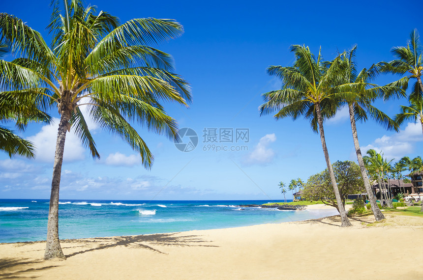 夏威夷沙滩上的棕榈树旅游天空热带阳光海景异国蓝天情调蓝色海浪图片