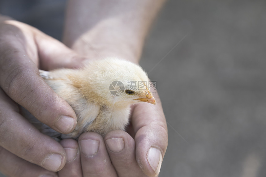 农民手里握着一个小鸡图片
