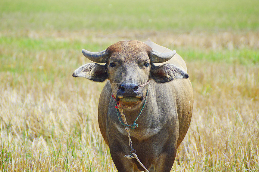 泰国水牛站立在田野图片