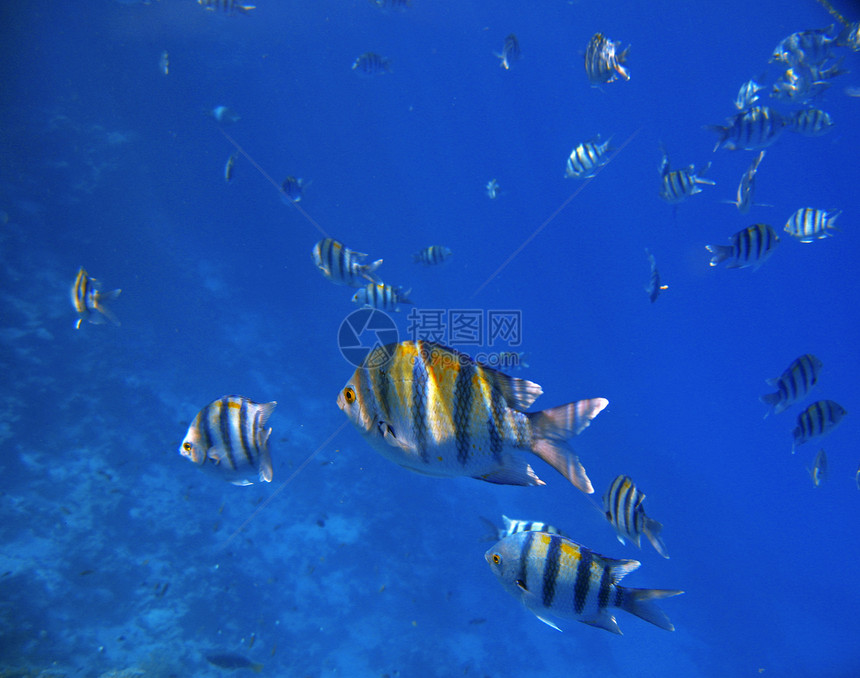 热带热带异国鱼类在水下 红海珊瑚情调酋长蓝色海洋水族馆潜水生活游泳红色图片