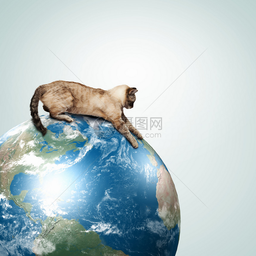赛马猫在玩爪子毛皮戏剧哺乳动物宠物星星世界蓝色圆圈工具图片