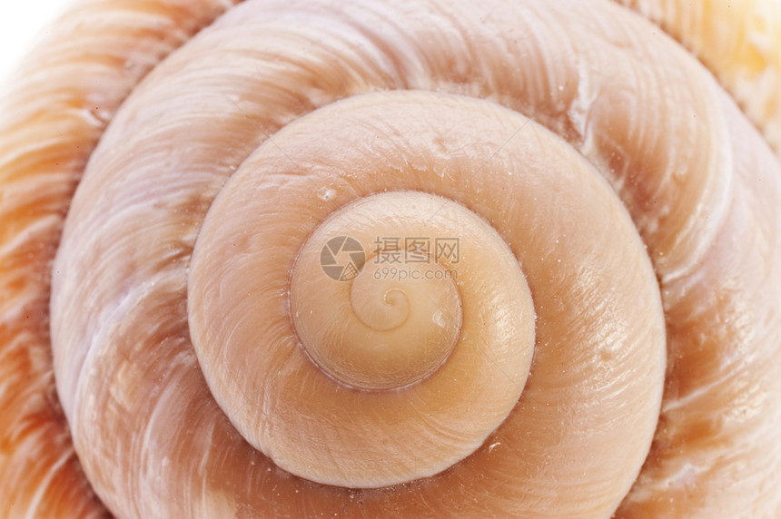 斯奈尔壳壳牌房子住房蜗牛仿生学生物动物宏观生物学蜗牛壳螺旋图片