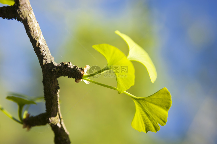Ginkgo 比洛巴植物群生物学区系花艺花园树叶植物学植物叶子银杏树图片