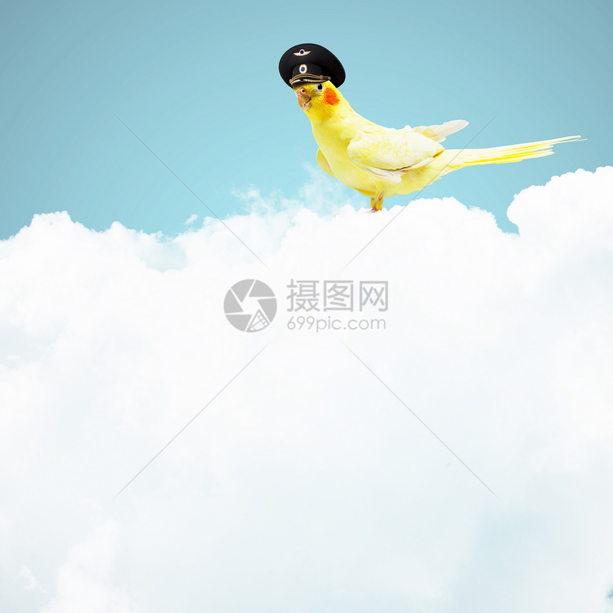 试用帽子中的鹦鹉交通喷射航空羽毛忠诚生活打扮蓝色客机金刚鹦鹉图片