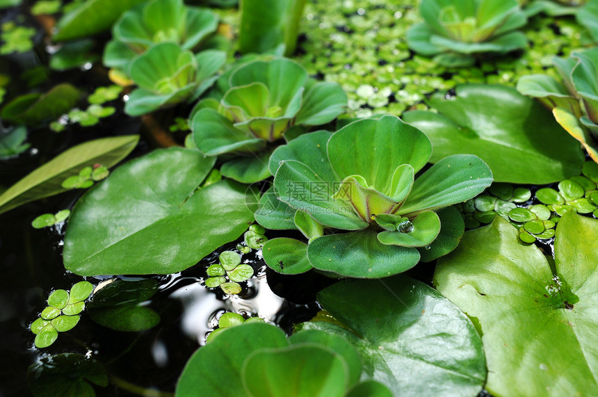 水里叶叶团体植物花瓣反射池塘情调荷花季节异国树叶图片