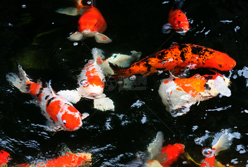 科伊池塘反射白色橙子红色图片