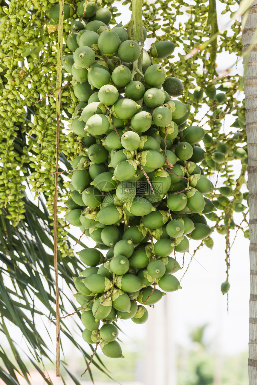 树上棕榈坚果森林产品衬套种子食物分支机构植物学季节植物图片