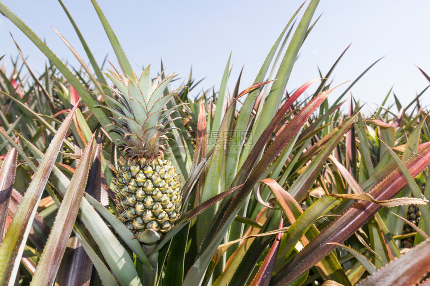 菠萝种植饮食养分种植园美食小吃水果热带植物农场营养图片