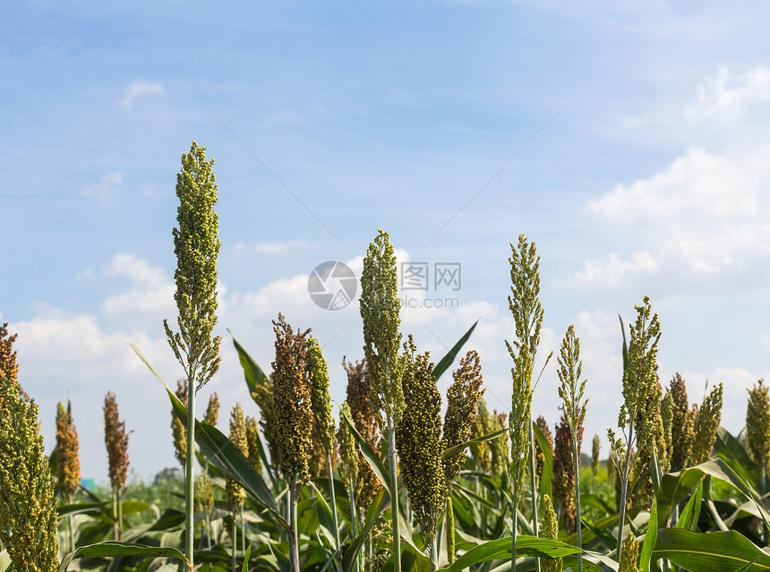 高梁田食物收获植物种子面粉栽培收成饥饿生长季节图片