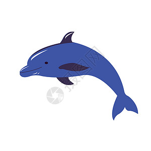 吴江大头菜海豚在它的背上游泳脚蹼野生动物灰色俘虏蓝色哺乳动物波纹海浪动物海洋插画