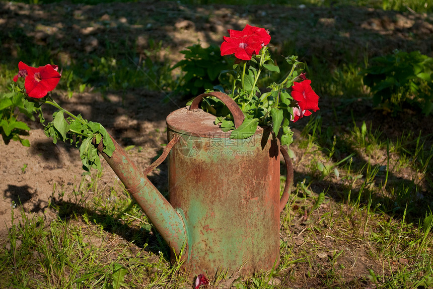 旧水罐里的鲜花草药绿色植物青菜喷壶太阳日晴天作品水壶草地红色图片