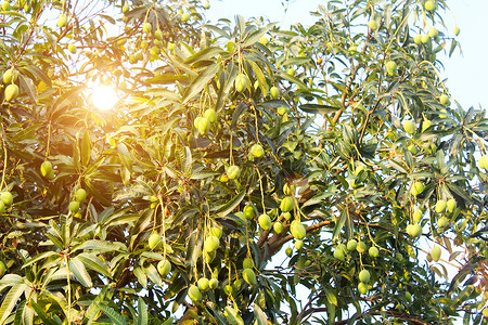越南经济成就展芒果在树上生长季节粮食水果生产栽培农业叶子花园热带背景
